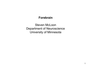 lecture 13 - McLoon Lab - University of Minnesota