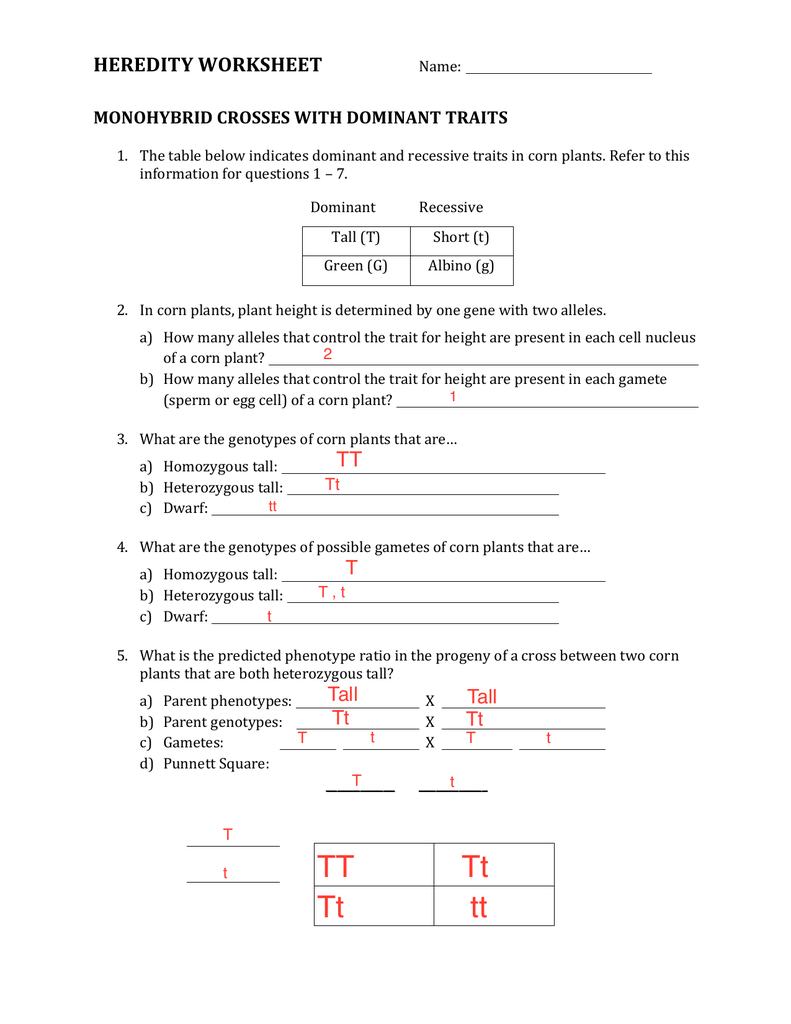 Heredity Worksheet answers Intended For Genotypes And Phenotypes Worksheet Answers
