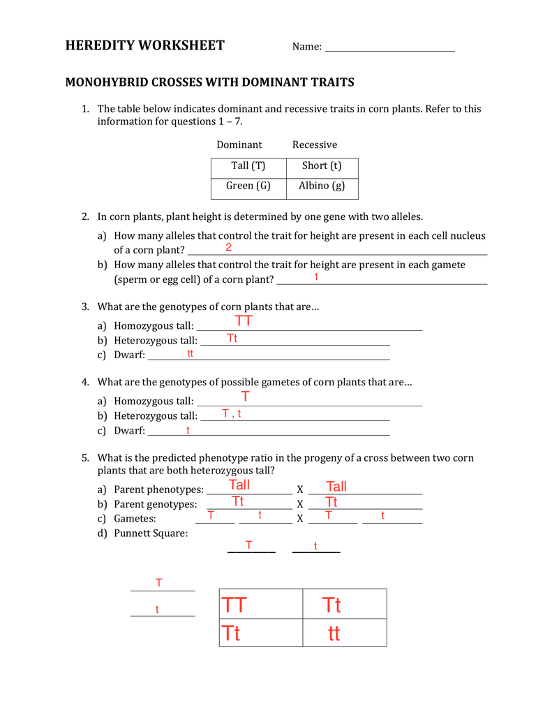 genotypes-and-phenotypes-worksheet