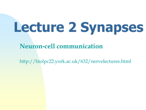 Mechanism of synaptic actions and neuromodulation