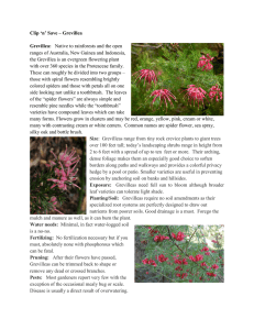 Clip `n` Save – Grevillea Grevillea: Native to rainforests and the open