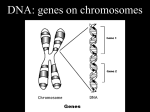 Genetics Review