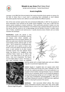 Article 61 Acacia Longifolia