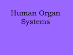 Human Systems