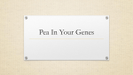 Pea In Your Genes