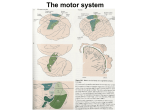 The motor system