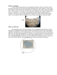 Station 1: Cork cells