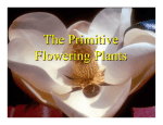 The Primitive Flowering Plants