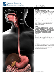 Esophagus Stomach Epiglottis Tongue Pharynx