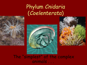 Phylum Cnidaria (Coelenterata)