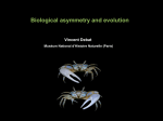 Biological asymmetry and evolution