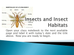 Insect Habitats