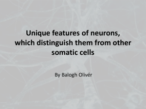 Unique features of neurons, which distinguish them from other