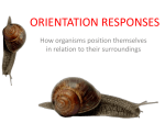 orientation responses