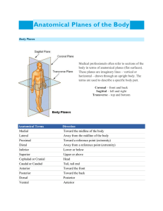 Anatomical Planes of Dissections File