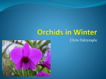 Orchids in Winter - Orchid Society of NSW