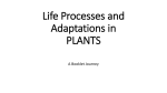 Life Processes and Adaptations in PLANTS