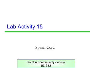 Spinal Cord and reflexes lab