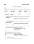 muscle action review worksheet