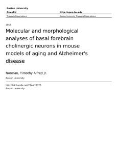 Molecular and morphological analyses of basal forebrain