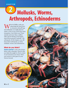 C: Chapter 2: Mollusks, Worms, Arthropods, and Echinoderms