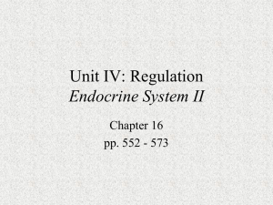 Regulation: Endocrine System II