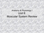Muscular System Overview