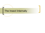 The Insect Internally