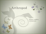 Arthropod