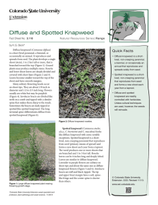 Diffuse and Spotted Knapweed - Colorado State University Extension
