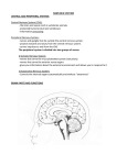 sympathetic and parasympathetic systems