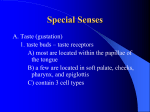 Special Senses