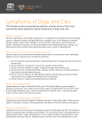 Lymphoma of Dogs and Cats - Morris Animal Foundation