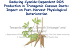 Reducing Cyanide*Dependent ROS Production in Transgenic