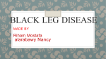 Black Leg Disease - Cairo University Scholars