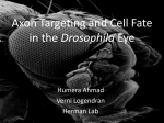 Drosophila - University of Oregon (SPUR)