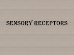 Sensory Receptors