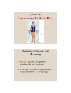 Organization of the Human Body Overview of Anatomy and Physiology