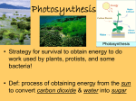 PHOTOSYNTHESIS