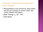 Explain: Converting Sunlight into Sugar