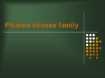 Picorna viruses family