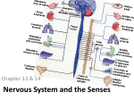 Unit A: Nervous and Endocrine Systems