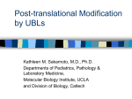 Post-translational Modification by Ubiquitin and
