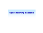 Spore forming bacteria