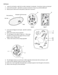 Cell Review: Look at the cells below. Label them as either eukaryote