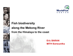 Fish biodiversity along the Mekong River