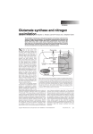 Glutamate synthase and nitrogen