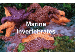 marine invertebrates Powerpoint presentation