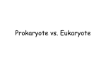 Prokaryote vs. Eukaryote