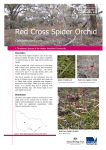 Red Cross Spider Orchid - Department of Environment, Land, Water
